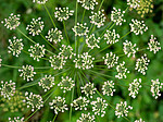 SR072019 (179) / Convallaria majalis / Liljekonvall <br /> Laserpitium latifolium / Hvitrot